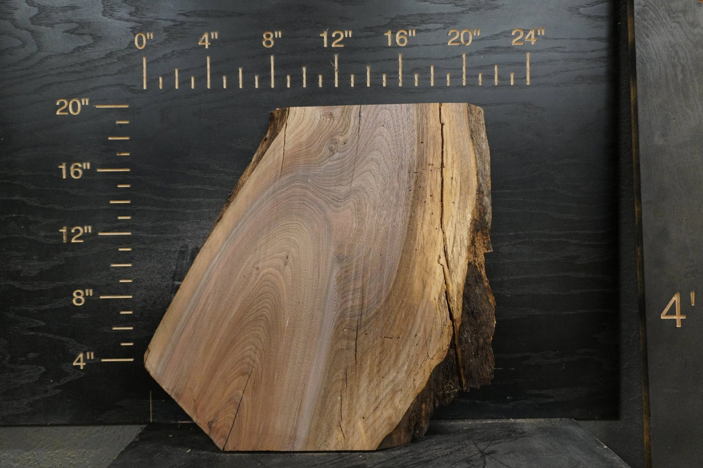 20 - " Walnut Wood Kit Live - Edge (large Pieces) - Ol Loggin Sawmill
