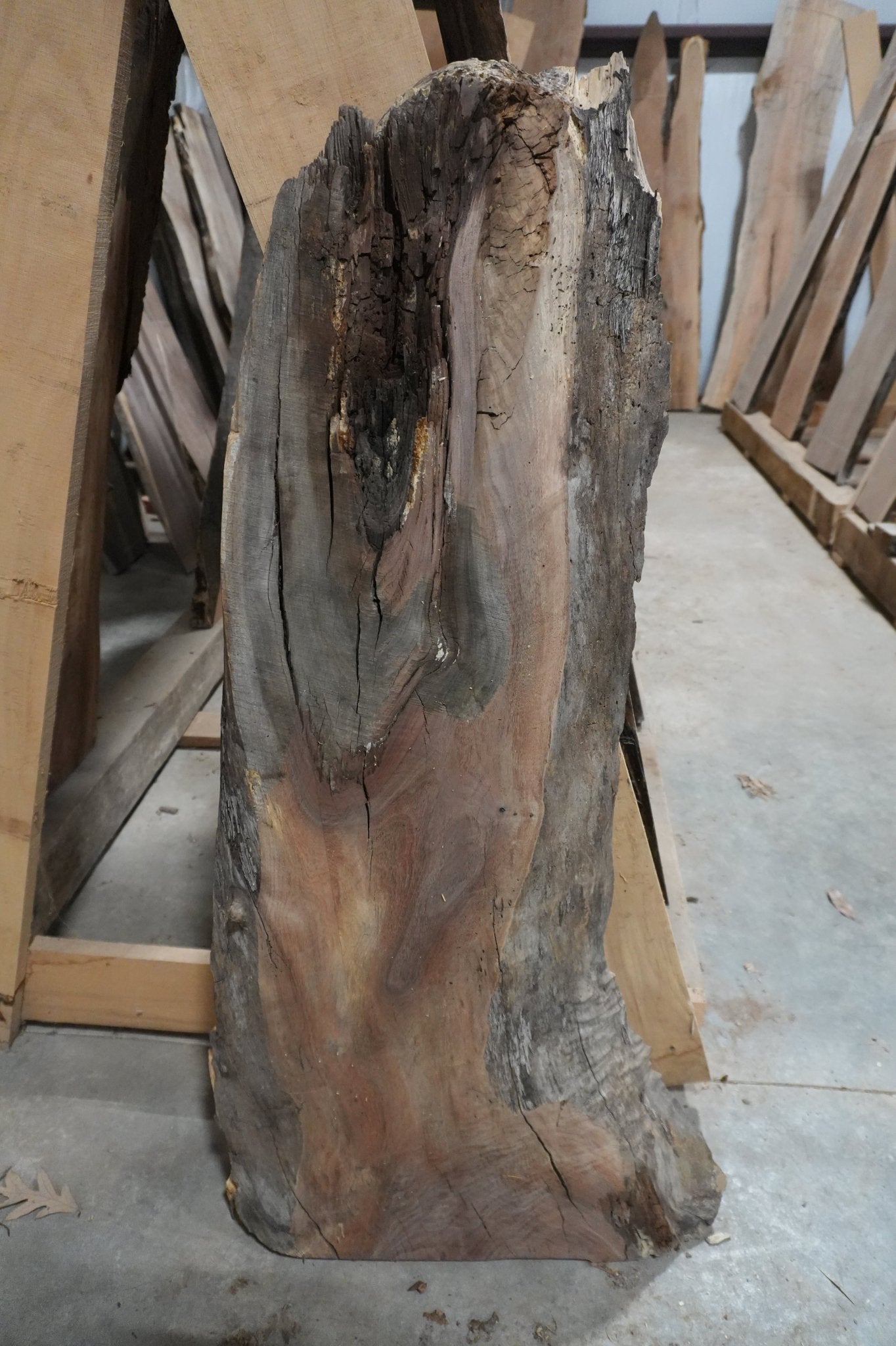 Walnut Slab 14.5BF - Ol Loggin Sawmill