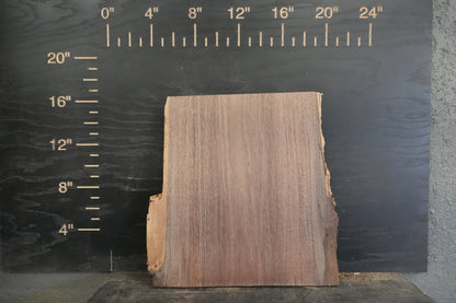 20 - " Walnut Wood Kit Live - Edge (large Pieces) - Ol Loggin Sawmill