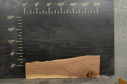 24 - " Walnut Wood Kit Live - Edge - Ol Loggin Sawmill