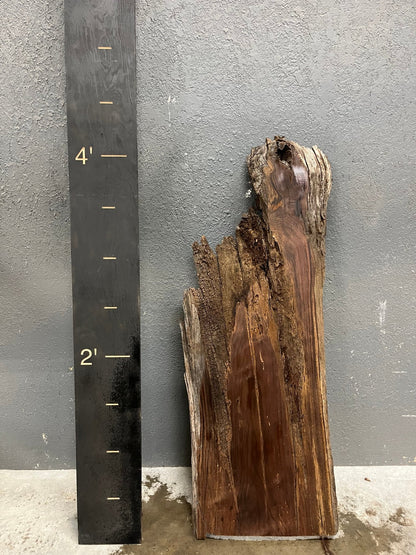 Walnut Live Edge Wood Slab - 12BF - Ol Loggin Sawmill
